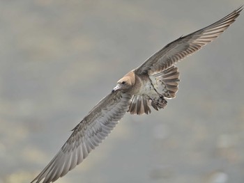 ウミネコ 銚子漁港 2020年9月6日(日)