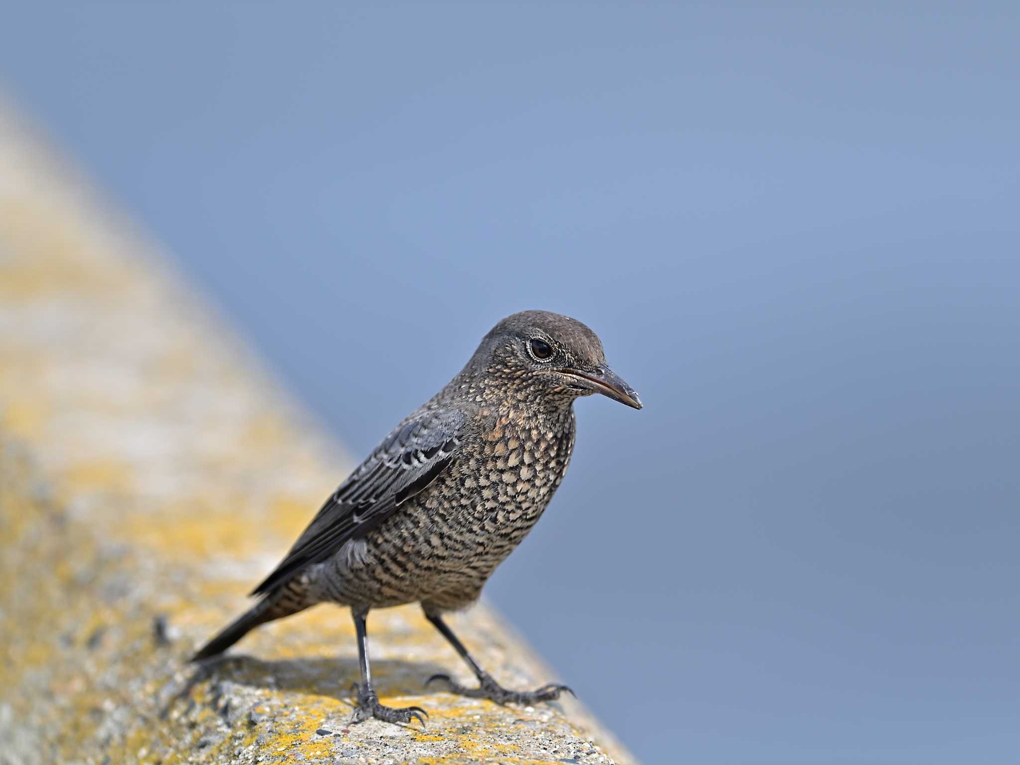 勝浦 イソヒヨドリの写真 by birds@hide3