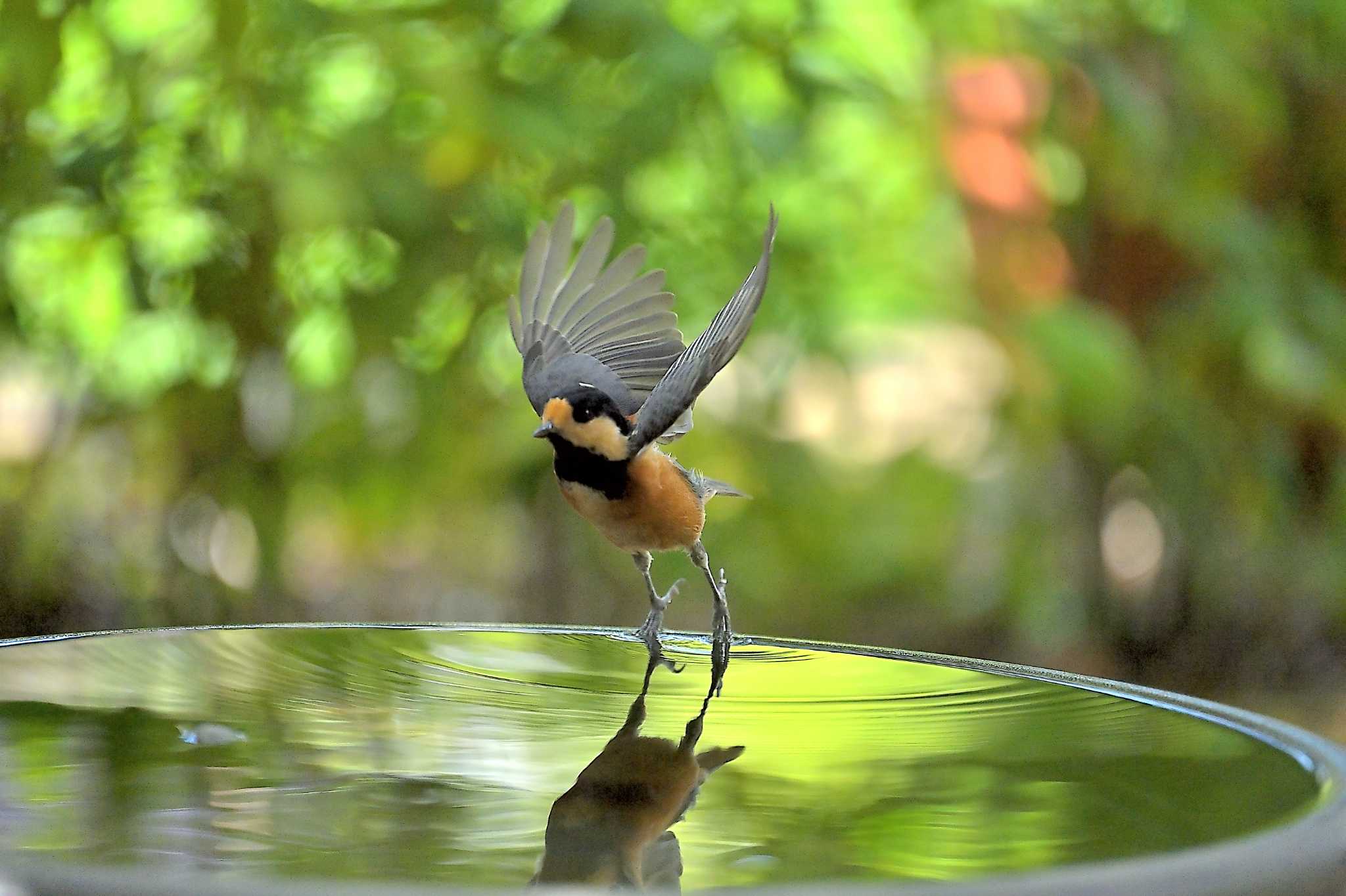 Photo of Varied Tit at 佐倉 by birds@hide3