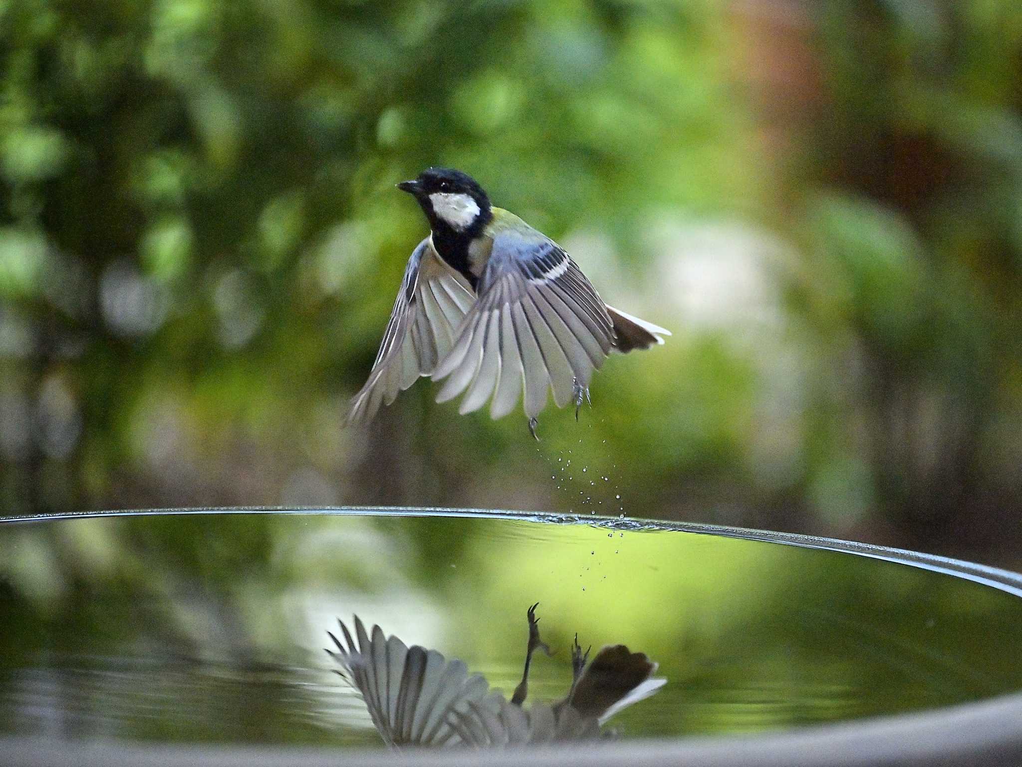 佐倉 シジュウカラの写真 by birds@hide3