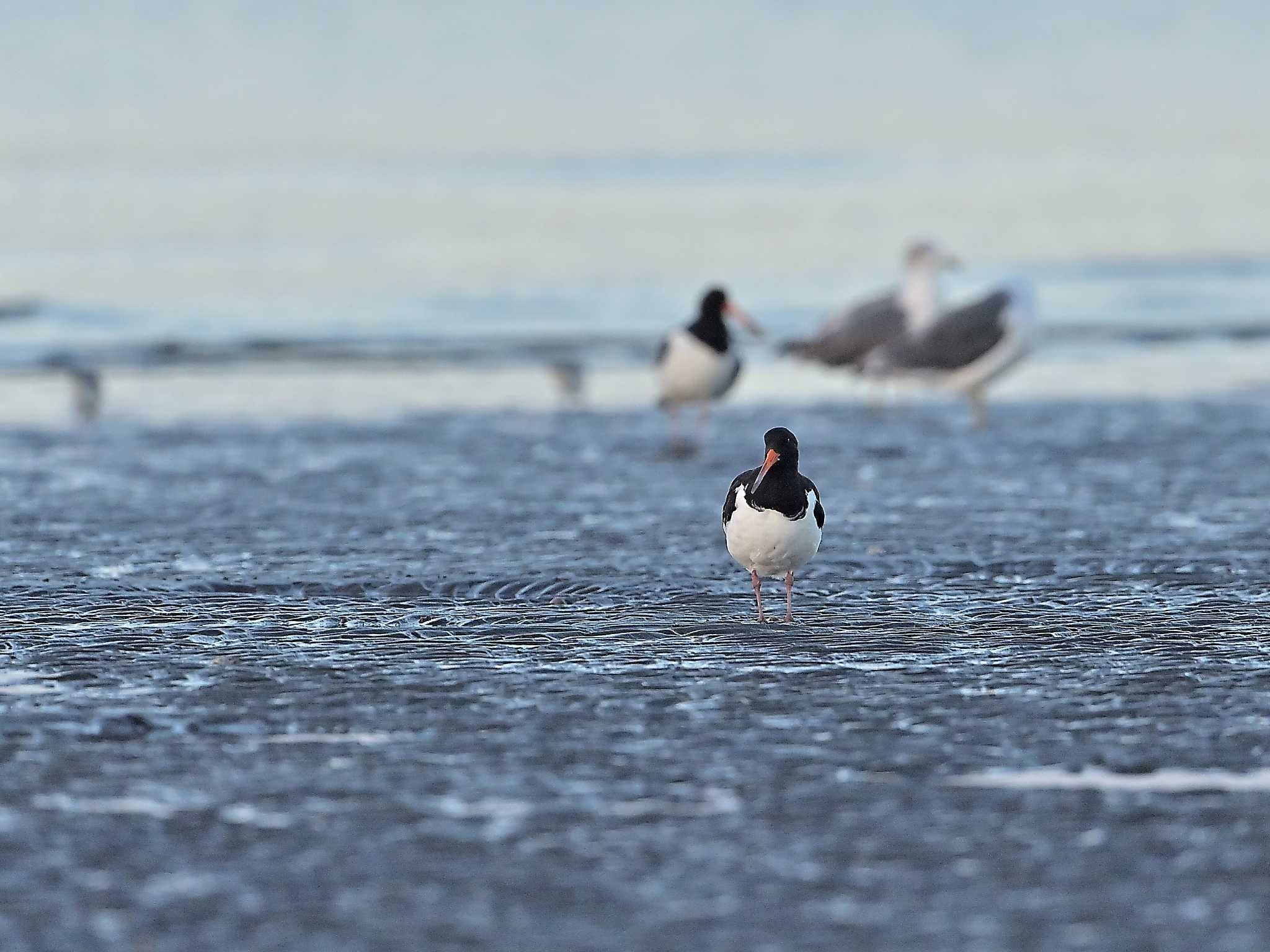 ふなばし三番瀬海浜公園 ミヤコドリの写真 by birds@hide3