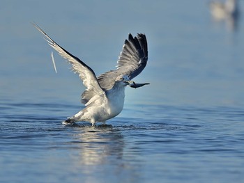 カモメ ふなばし三番瀬海浜公園 2020年9月13日(日)