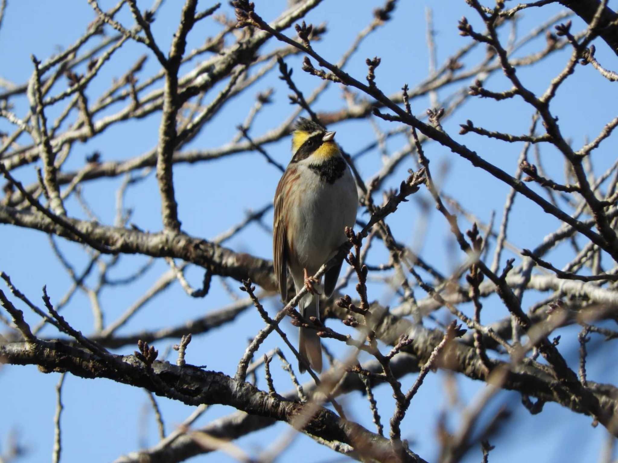 Yellow-throated Bunting