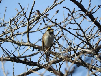 2021年2月6日(土) 天理ダム風致公園の野鳥観察記録