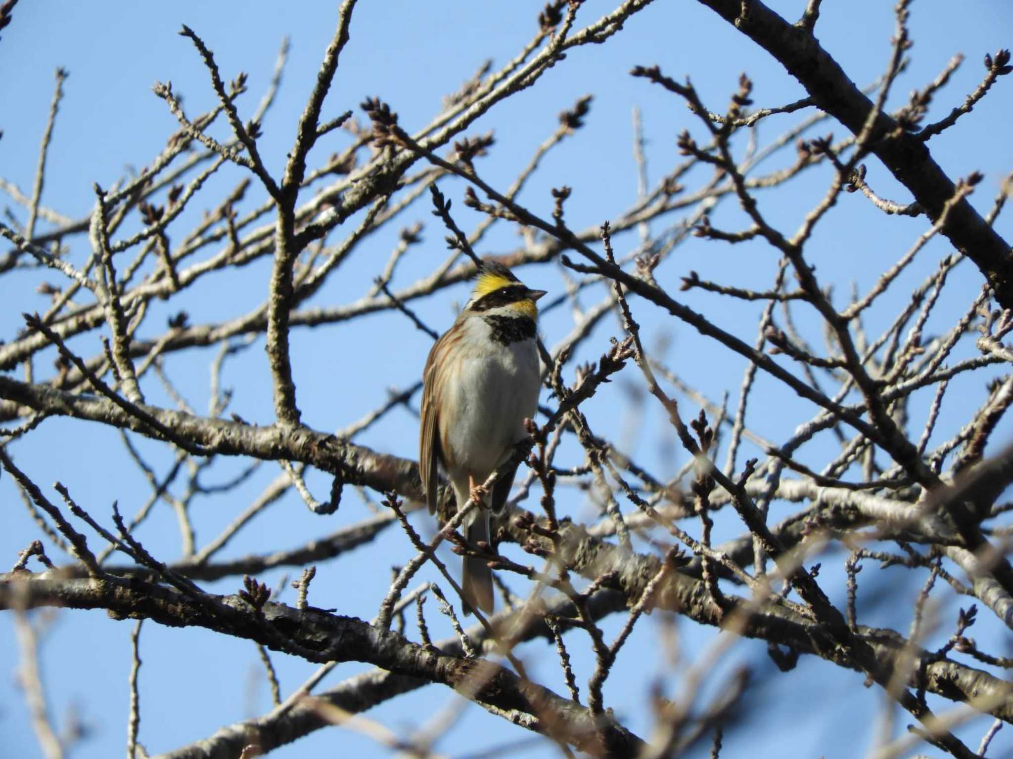 Yellow-throated Bunting