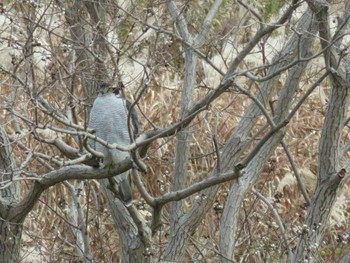 Eurasian Goshawk 岡山市百間川 Unknown Date