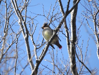 2021年2月6日(土) 東高根森林公園の野鳥観察記録