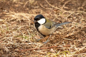 2021年2月3日(水) 三ツ池公園(横浜市鶴見区)の野鳥観察記録