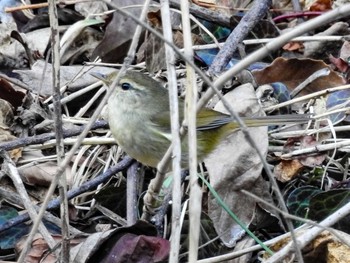 Japanese Bush Warbler 恩田川 Sat, 2/6/2021