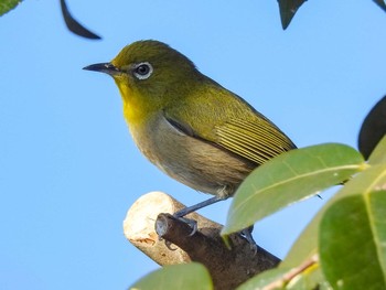 Warbling White-eye 恩田川 Sat, 2/6/2021