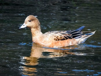 Eurasian Wigeon 恩田川 Sat, 2/6/2021