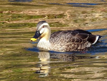 Eastern Spot-billed Duck 恩田川 Sat, 2/6/2021