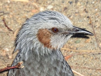 Brown-eared Bulbul 恩田川 Sat, 2/6/2021