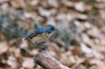 ルリビタキ 秋ヶ瀬公園 こどもの森 2016年12月26日(月)