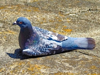 Rock Dove 恩田川 Sat, 2/6/2021