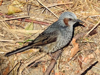 Brown-eared Bulbul 恩田川 Sat, 2/6/2021