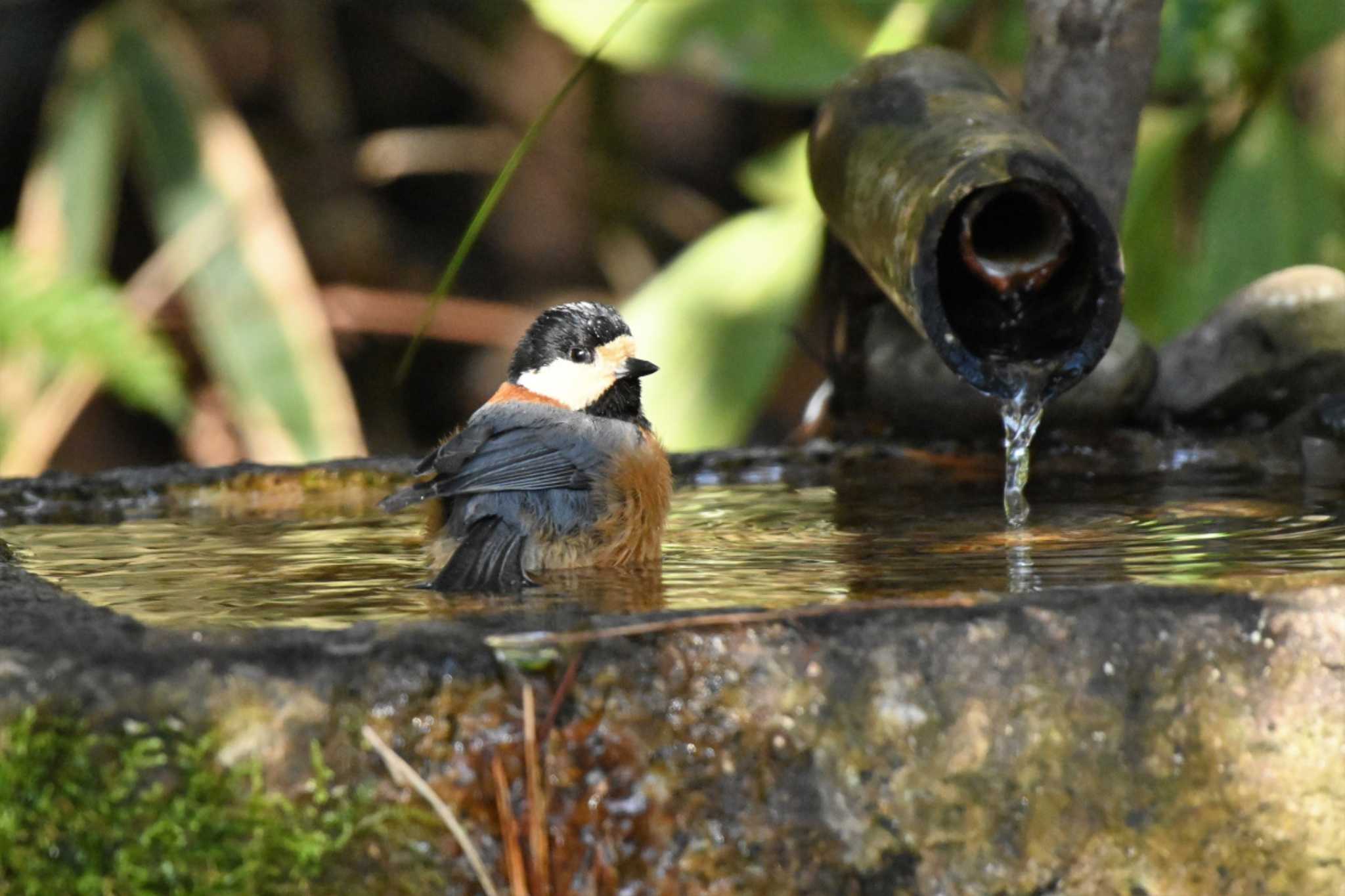 Photo of Varied Tit at Kyoto Gyoen by Taro's Photo