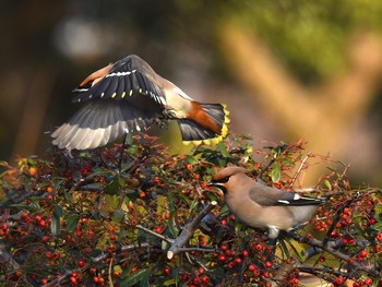 Bohemian Waxwing Unknown Spots Fri, 2/5/2021