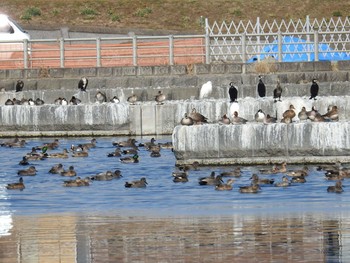 2021年2月6日(土) 多摩川二ヶ領宿河原堰の野鳥観察記録