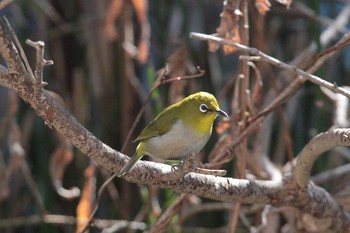 Warbling White-eye 自宅の庭 Sun, 2/7/2021