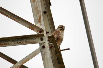 Eastern Buzzard 田谷 Sun, 12/25/2016