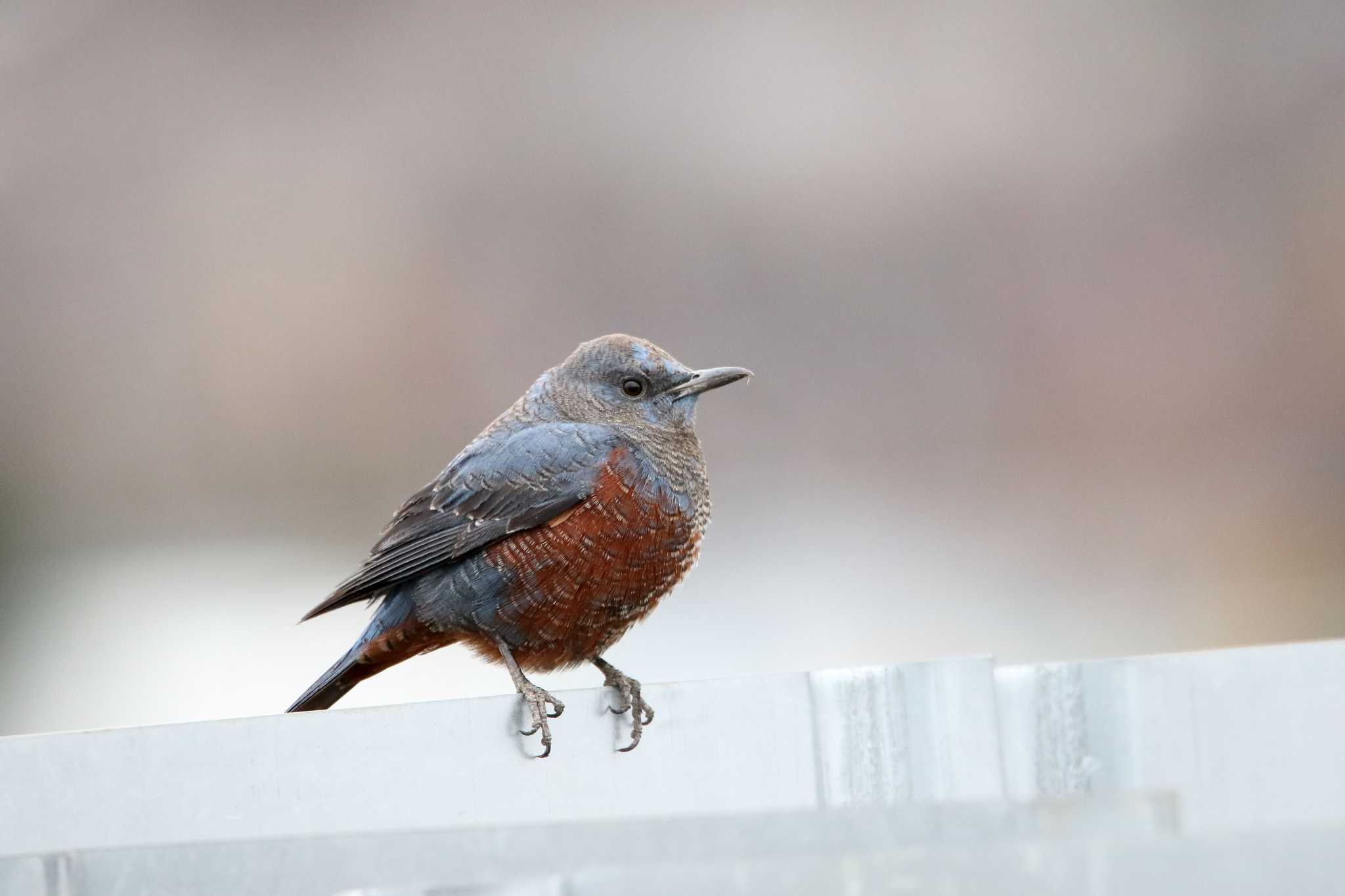 Photo of Blue Rock Thrush at 田谷 by shin