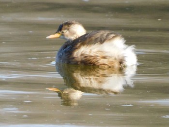 2021年2月6日(土) 21世紀の森と広場(千葉県松戸市)の野鳥観察記録