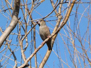 Hawfinch 荒川生物生態園(東京都板橋区) Sun, 2/7/2021