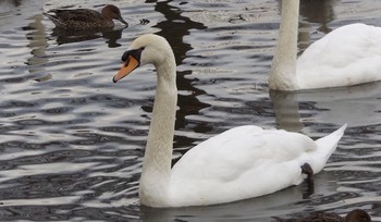 コブハクチョウ 昆陽池公園 2016年12月26日(月)