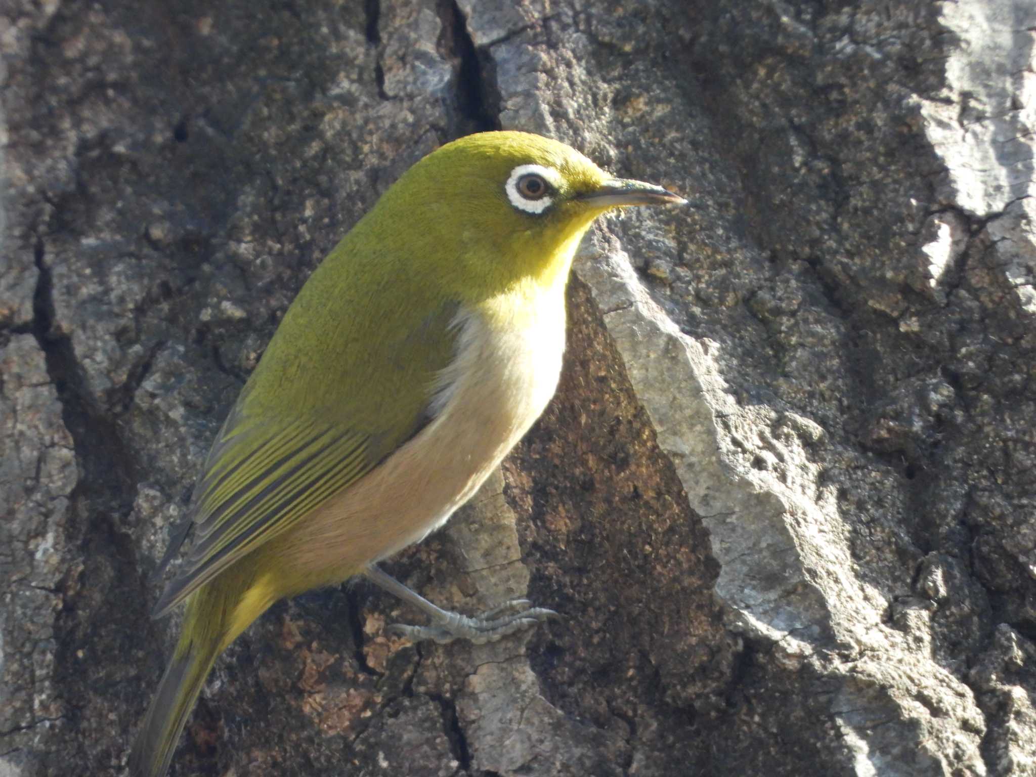 Warbling White-eye