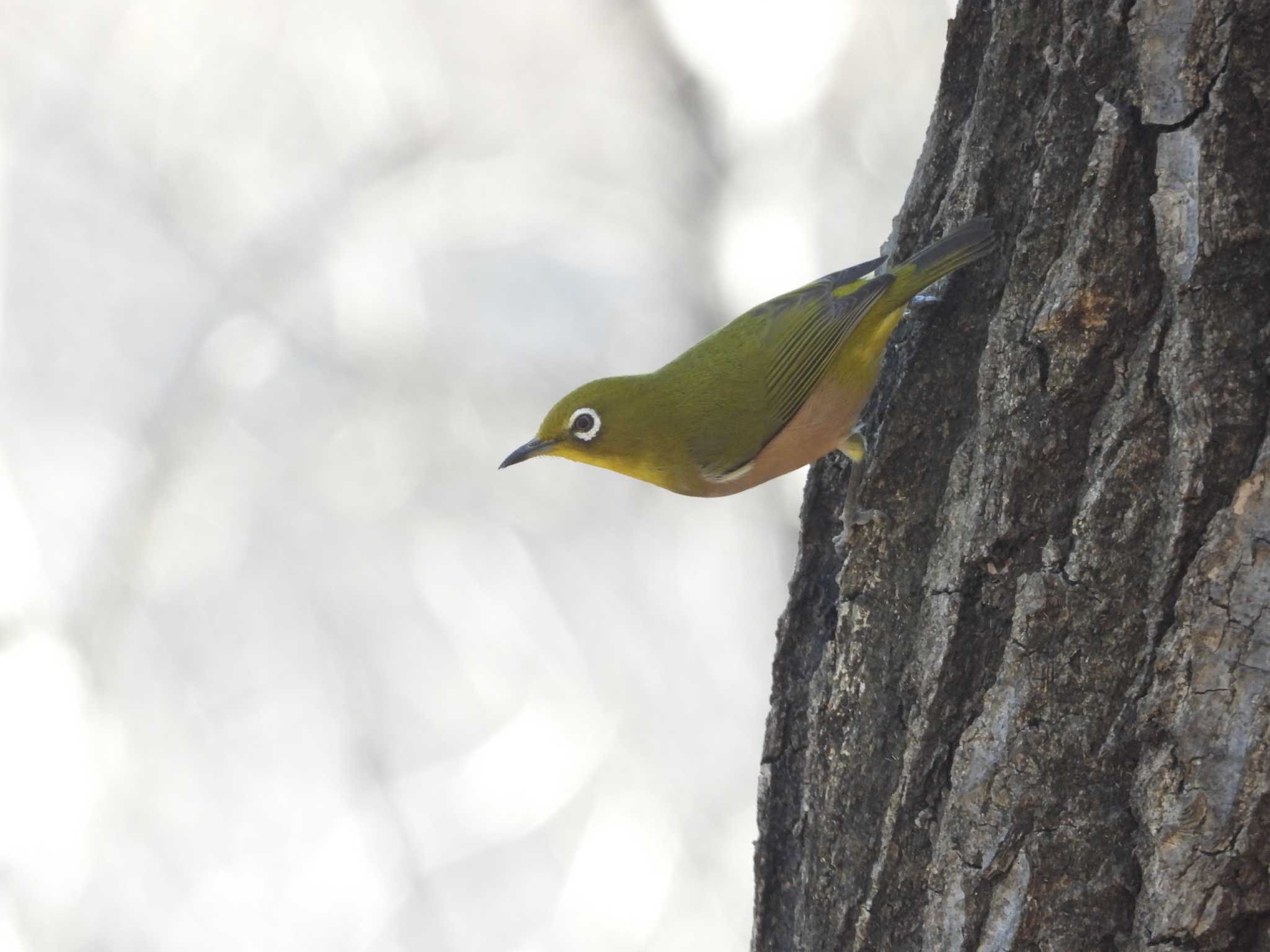 Warbling White-eye