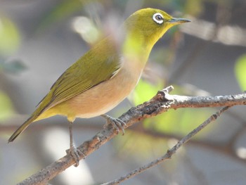 2021年2月6日(土) 薬師池公園の野鳥観察記録