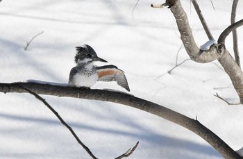 2021年2月7日(日) 真駒内公園の野鳥観察記録