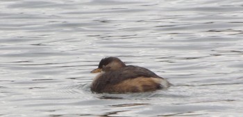 Little Grebe Koyaike Park Mon, 12/26/2016