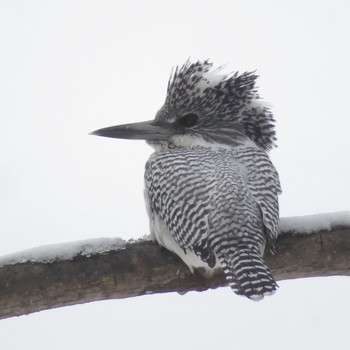 2021年2月7日(日) 真駒内公園の野鳥観察記録