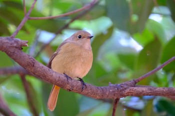 Daurian Redstart 東京都 Sat, 2/6/2021