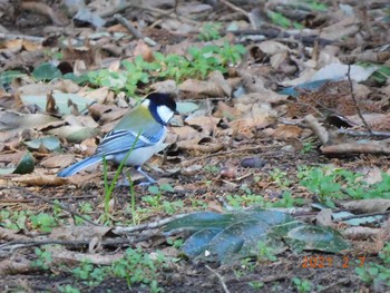 シジュウカラ 千葉市泉自然公園 2021年2月7日(日)