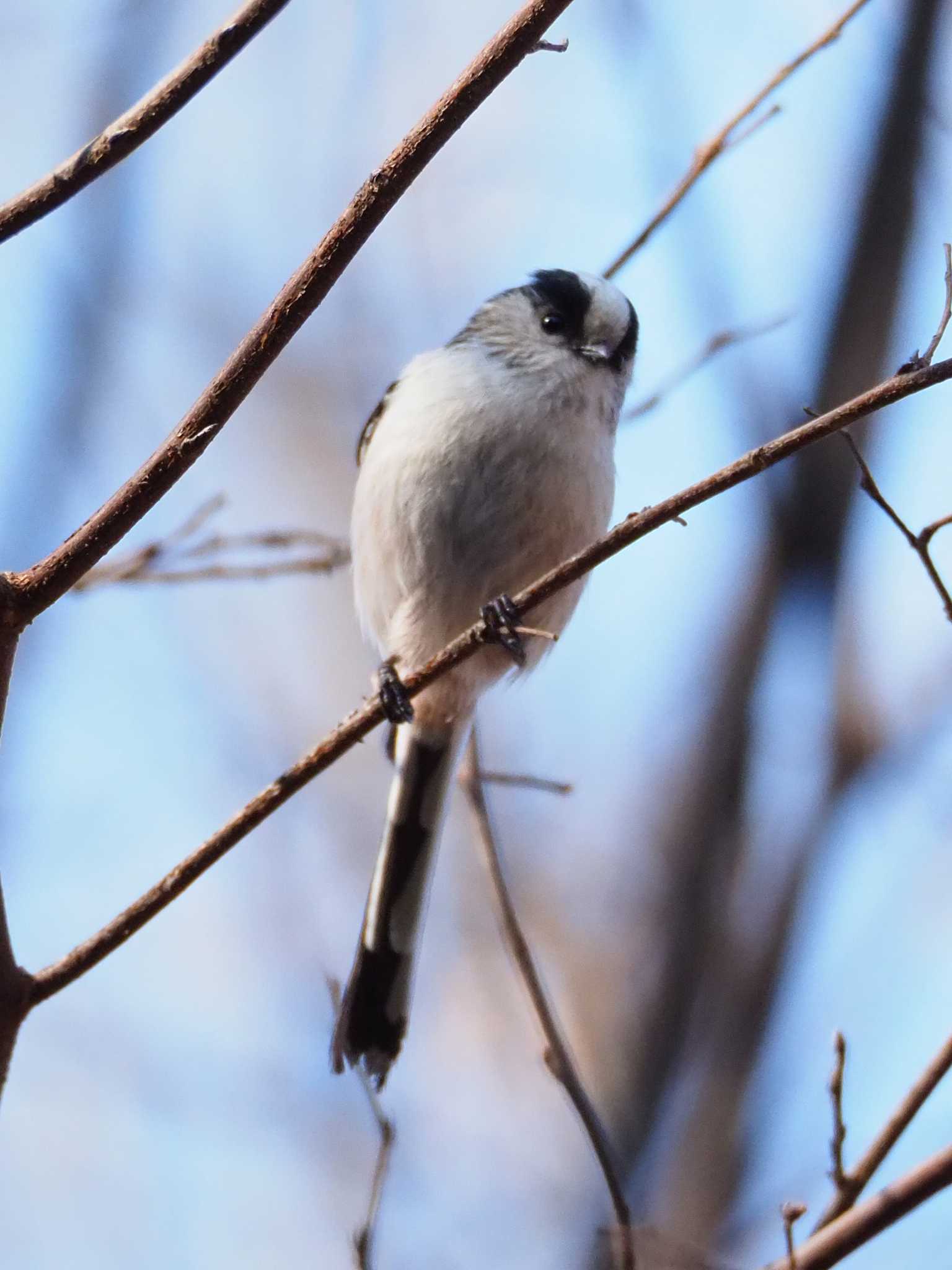 エナガ