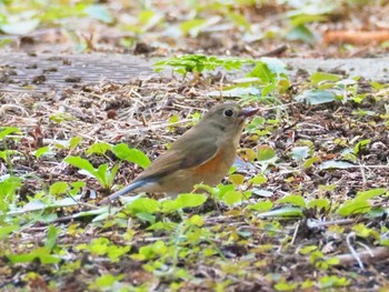 Sun, 2/7/2021 Birding report at 東京都世田谷区