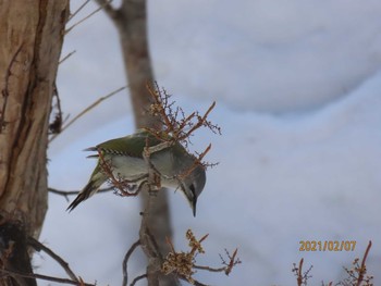 2021年2月7日(日) 野幌森林公園の野鳥観察記録