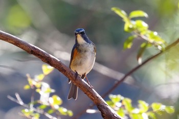 2021年2月6日(土) 名古屋市守山区の野鳥観察記録