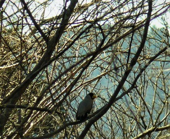 Japanese Grosbeak 箱根ビジターセンター Sun, 2/7/2021