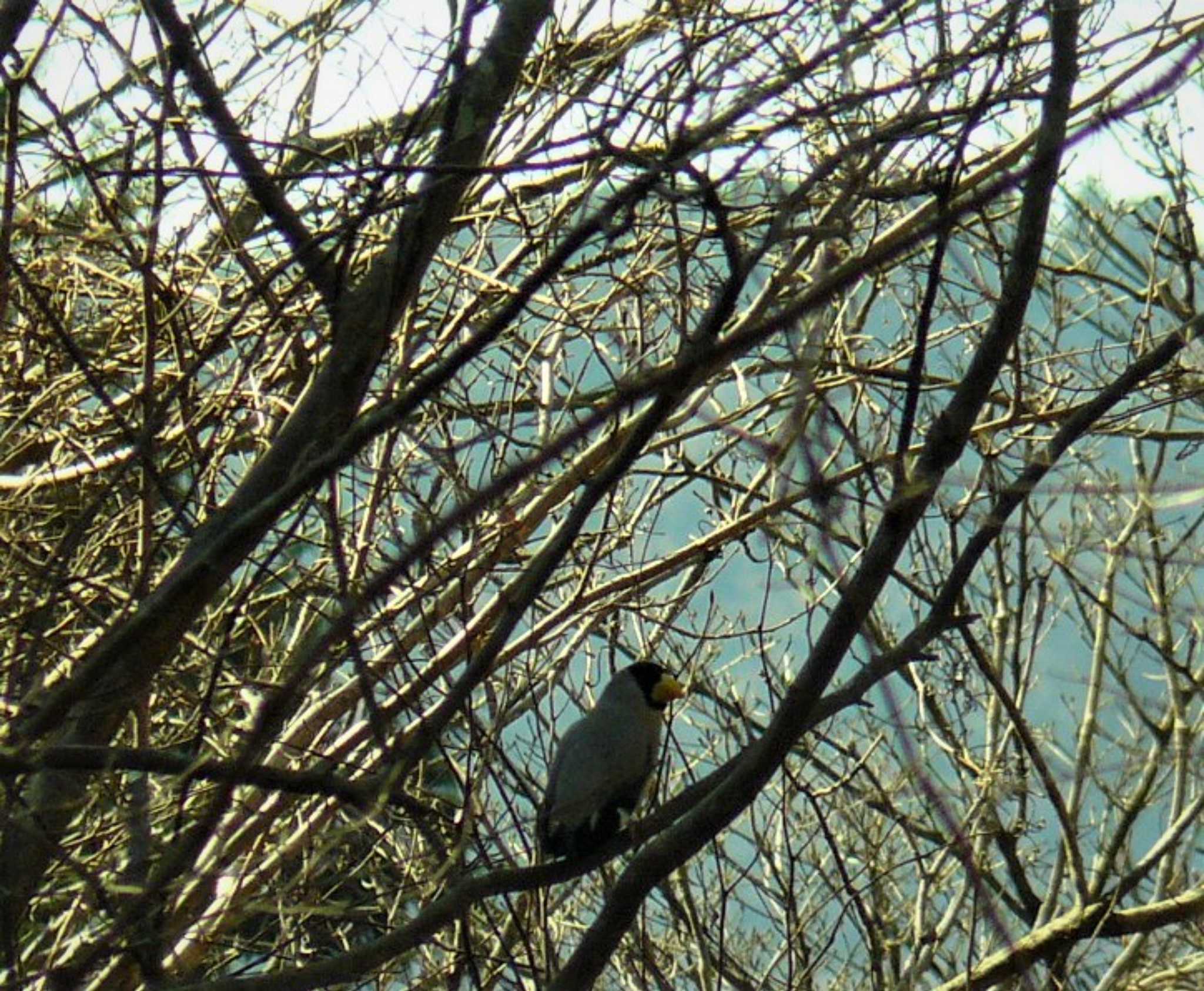 Photo of Japanese Grosbeak at 箱根ビジターセンター by koshi