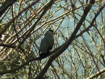 Sun, 2/7/2021 Birding report at 箱根ビジターセンター