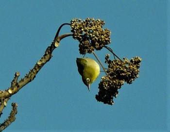 Warbling White-eye 箱根ビジターセンター Sun, 2/7/2021