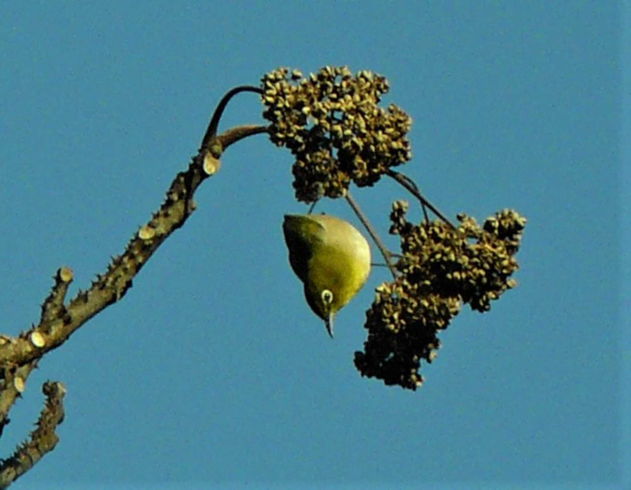 Warbling White-eye