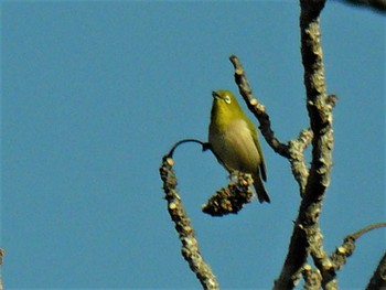 Warbling White-eye 箱根ビジターセンター Sun, 2/7/2021