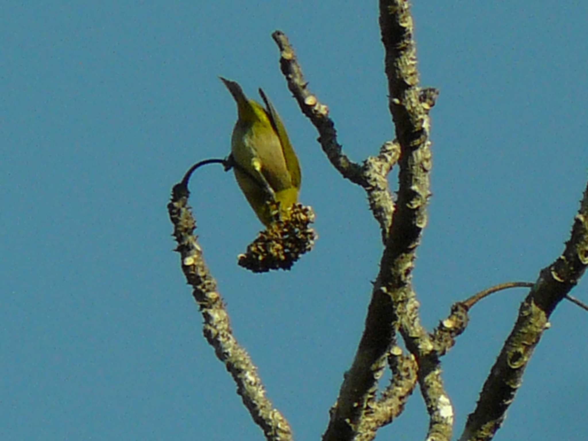 Warbling White-eye