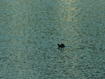 Eurasian Coot 桃源台 Sun, 2/7/2021