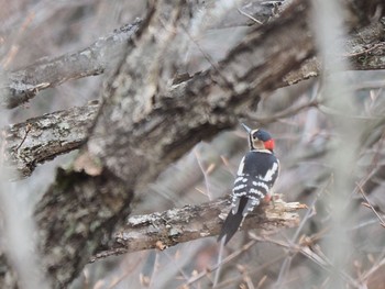 Great Spotted Woodpecker 御岳山、御岳山神社 Mon, 12/26/2016